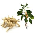 Ashwagandha tájékoztató