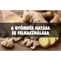 A gyömbér hatása, mellékhatása és alkalmazása