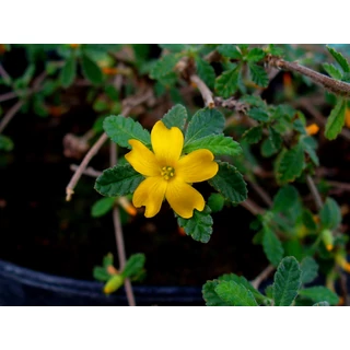 Damiana hatása - A természetes afrodiziákum