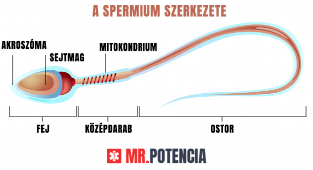 vérnyomáscsökkentő hatása a spermiumokra)